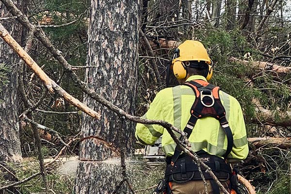 Professional Arborist