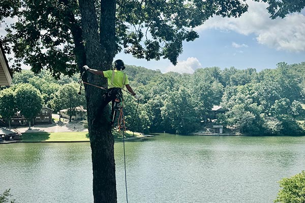 Residential and Commercial Tree Trimming Services