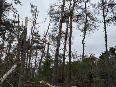 Commercial Tree Removal Services