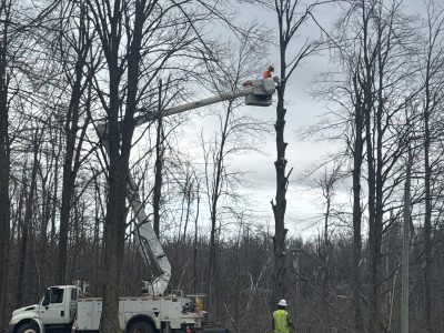 Commercial Tree Trimming Solutions