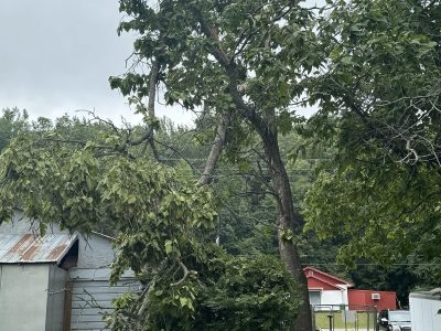 Expert Emergency Tree Removal Services