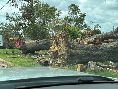 Residential Tree Removal Solutions
