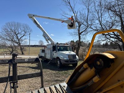 Tree Trimming Expert Services