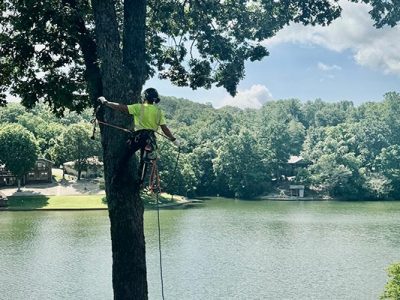 Residential and Commercial Tree Trimming Services